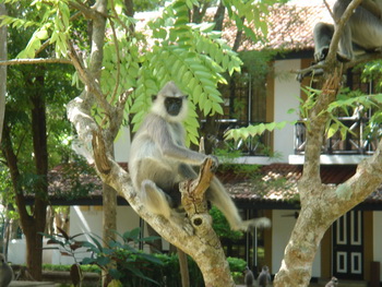 Sri Lanka, Habarana, Chaaya Village Hotel Habarana